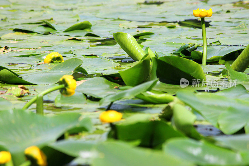 黄睡莲/飞溅花/牛百合图片